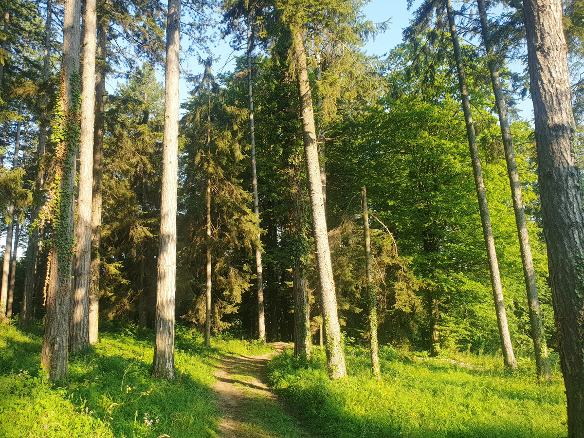 Park šuma Slatina
